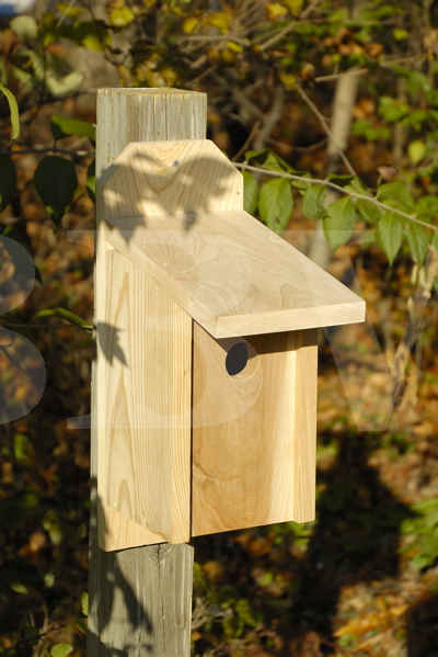 Heartwood Western Bluebird Joy Box  Birdhouse